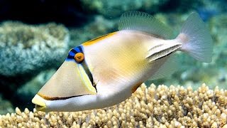 Рыбы в Египте Ринекант Пикасо Picasso triggerfish Rhinecanthus [upl. by Gean]