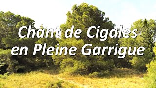 Chant de Cigales en pleine garrigue [upl. by Johppa]