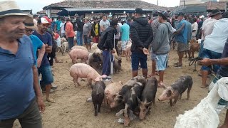 Feira de Porcos da Cidade de Surubim Pernambuco 08112024 [upl. by Akerley718]