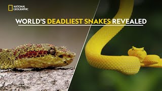 Ranking the Deadliest Snakes  हिंदी  Full Episode  S1  E3  Nat Geo Wild [upl. by Rabka]