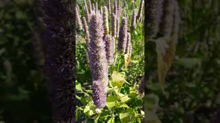 Anise Hyssop Agastache foeniculum in Mint Family Lamiaceae [upl. by Isleana]