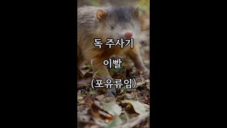 포유류  34 솔레노돈 Solenodon [upl. by Laenej]