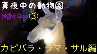 真夜中の草津熱帯圏♫哺乳類編！ Mammals at midnight [upl. by Shenan]