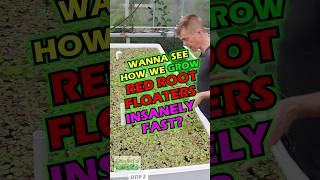 How To Grow RED ROOT FLOATERS Insanely FAST [upl. by Otero257]