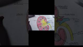 kidney diagram  bsc 2nd semester kidney diagram  zoology chart paper kidney bsc2ndsemester [upl. by Arawaj]