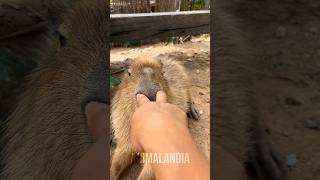 CAPIVARA animais bichos shorts [upl. by Sherlocke]