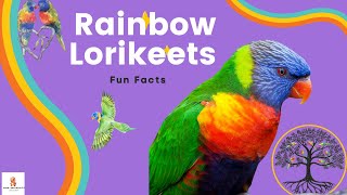 Rainbow Lorikeets The Most Colorful Birds in the World [upl. by Atem]