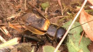 Chant du grillon des champs ou grillons champêtre qui chante dans la video en directe  Gryllidae [upl. by Raviv999]