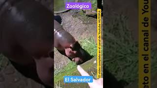 visitando el zoológico en Jayaque El Salvador [upl. by Godfry605]