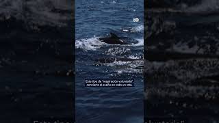 Captan imágenes inéditas de ballenas durmiendo ¿lo habías visto shorts [upl. by Novyar]