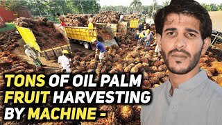 Tons of Oil Palm Fruit Harvesting by Machine  Palm Oil Processing in Factory  Palm Oil Production [upl. by Jenkel345]