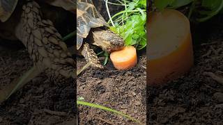 Star Tortoise trippytippi tortoise startortoise beautifulanimals [upl. by Ueik]