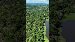 La forêt amazonienne vue à vol d’oiseau Vidéo de drone en 4k [upl. by Saenihp]