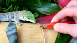 My Standings Day Gecko Feeding from tweezers  Phelsuma standingi [upl. by Lashonda176]