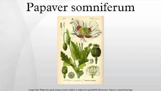 Papaver somniferum [upl. by Gaidano]