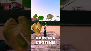 How to Multiply Monstera Plants FAST CUTTING Easiest Method for Beginners monstera shorts [upl. by Sibella]