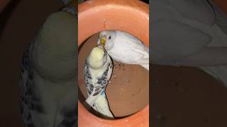 budgies cute pair youtubeshorts youtube budgies [upl. by Bergmann53]