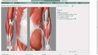 Anatomie Obere Extremität Muskel 711 Grobe Übersicht [upl. by Llib]