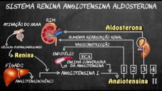 Sistema renina angiotensina aldosterona [upl. by Gish]