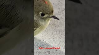 This Rubycrowned Kinglet must have hit the window Dazed it allowed me a moment to share with you [upl. by Ailimat]