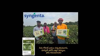 SYNGENTA SEEDS  OKRA  DIWA51 6281554491 [upl. by Krystalle]