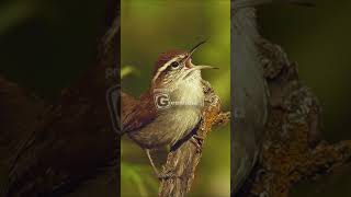 Bewicks Wren Call and Song [upl. by Newmann]