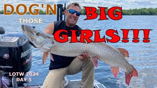 LAKE OF THE WOODS MUSKY TRIP 2024 PART FIVE [upl. by Enoj10]