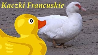 Kaczki francuskie  piżmowe  hodowla kaczek  muscovy ducks  french ducks  Vlog 2 [upl. by Eckhardt]