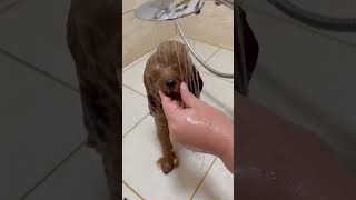 Dog care and Bath shorts puppy cuteanimals petcare petbath [upl. by Hyacinthe433]