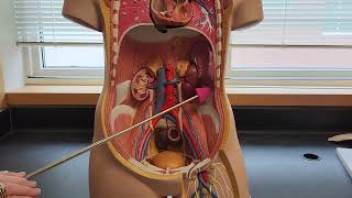 Posterior Abdominal Wall muscles [upl. by Caro736]