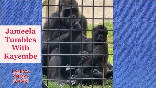 Baby Gorilla  Jameela 20 Tumbles with Kayembe gorillas [upl. by Olds]