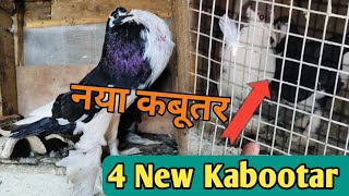 न्यू कबूतर आगया फॉर सेल New Pigeons For Sell 😊Fancy Kabootar [upl. by Ettenot692]