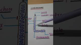 Chromosome simple structure biology science shorts [upl. by Poll]