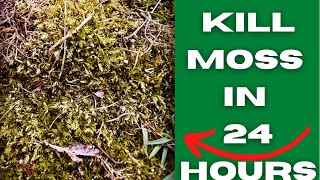 The BEST method to kill moss 😳 [upl. by Ognimod]