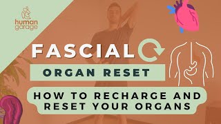 How to heal amp reset your organs  Fascial Organ Reset [upl. by Piselli]