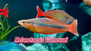 Rainbow Fish VN  Melanotaenia Vanheurni  Đỗ Minh Tiến [upl. by Hu]