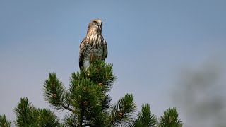 Nesting of short toed eagle  kígyászölyv Circaetus gallicus near Budapest Hungary – 20192020 [upl. by Yentruok]