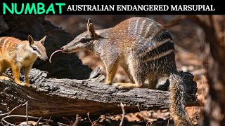 Numbat Australian Most Endangered Marsupial [upl. by Vallo623]