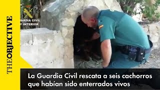 La Guardia Civil recata a 6 cachorros enterrados vivos [upl. by Yrkcaz621]