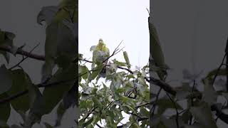 Yellow Footed greenpigeon birds birdsvideo birdspecies birdslife backyardwildlife 4kwildlife [upl. by Anoyi]