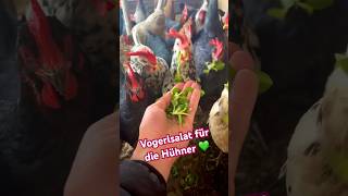 Vogerlsalat für die Hühner 💚 Gesunde Alternative zu Kopfsalt hühnerfutter hühner hühnerhalten [upl. by Horan468]