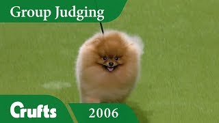 Pomeranian wins Toy Group Judging at Crufts 2006 [upl. by Adalbert]