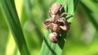 Mating Crab Spiders Thomisidae Xysticus in Romantic Embrace [upl. by Nnalatsyrc]