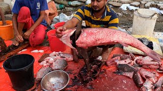 Amazing Giant Bighead Fish Cutting Skills fishcutting [upl. by Mchugh983]