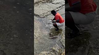 Mullet fish catch in rockside gap mulletfishing fishingvideos mulletfish [upl. by Earal]