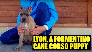 Meet Lyon a FORMENTINO CANE CORSO puppy [upl. by Atilrak386]