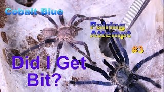 Handling Cobalt Blues with The Deadly Tarantula Girl [upl. by Ri]