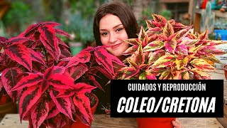 Coleos o Cretonas como cuidarlas y reproducirlas [upl. by Dhiren]