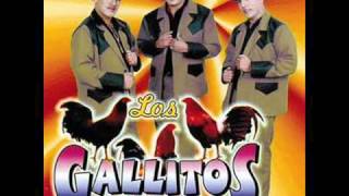 Los gallitos de chihuahua  A ti te canto guerita y Patron de Patrones en vivo con Tololoche [upl. by Narah]