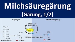 Milchsäuregärung  Gärung anaerobe Stoffwechselprozesse 12  Biologie Oberstufe [upl. by Lledyr]